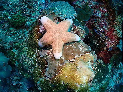 the most starfish looking starfish to ever starfish