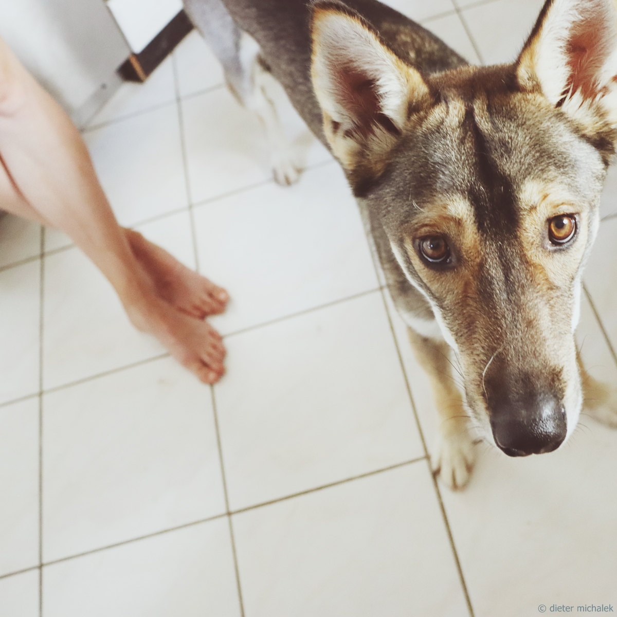 dietermichalek's tweet photo. #dogsarefamily
#DogsofTwittter #doglovefood #dog #dogphotography #photooftheday #dogs #chien #allkindsof_pets #perro #exellent_dogs #doglover #dogsarelove #dogoftheday #CAOS #dogstagram #bavaria #germany #moosburg #perrsofinstagram https://t.co/UWXoADovs3