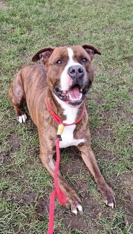 DorisBanhamDogs's tweet photo. Boss is patiently waiting for his home 🙏
Have YOU got sofa space spare his size? Please help us keep him fed&amp; watered by making a donation until his family come along

https://t.co/K1QhuuBiPd https://t.co/iKHz6syRuM