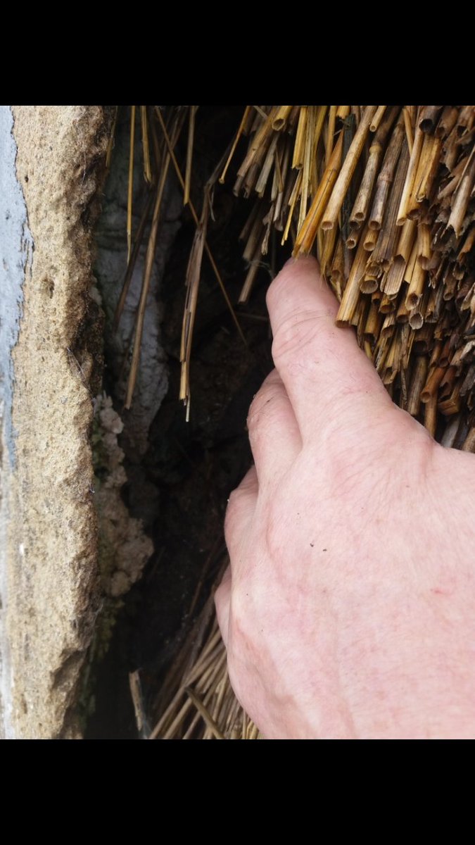 thatchertaggart's tweet image. Rotten #Scraw timber Purlins &amp;amp; Ridge boards caused by leaking Cement #Flaunching on roof declared in "Good Condition", the same #Flaunchings which DfC HEDNI state are Fit for Purpose even if they are showing "Wear &amp;amp; Tear" This #DfC #HEDNI Thatch Survey is Proof of Incompetence.