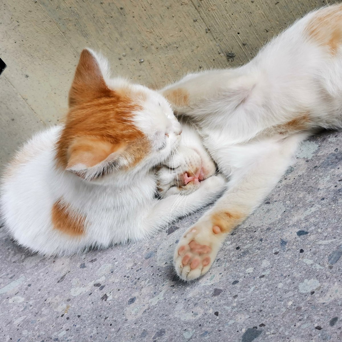 AndyXu5's tweet photo. 版本馆一角的猫，若无旁人在嘻戏。想必版本馆的管理人员定是温暖的可人儿。 https://t.co/9GmQLMClsy