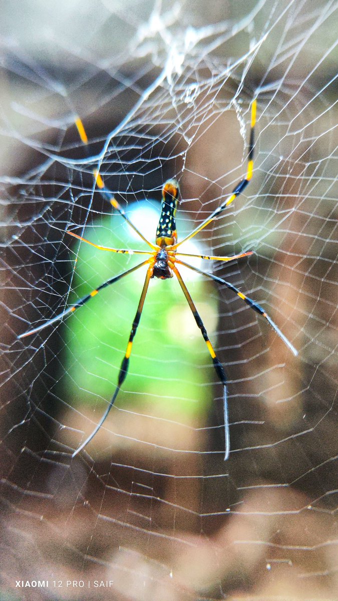 Saif kapsi tweet media