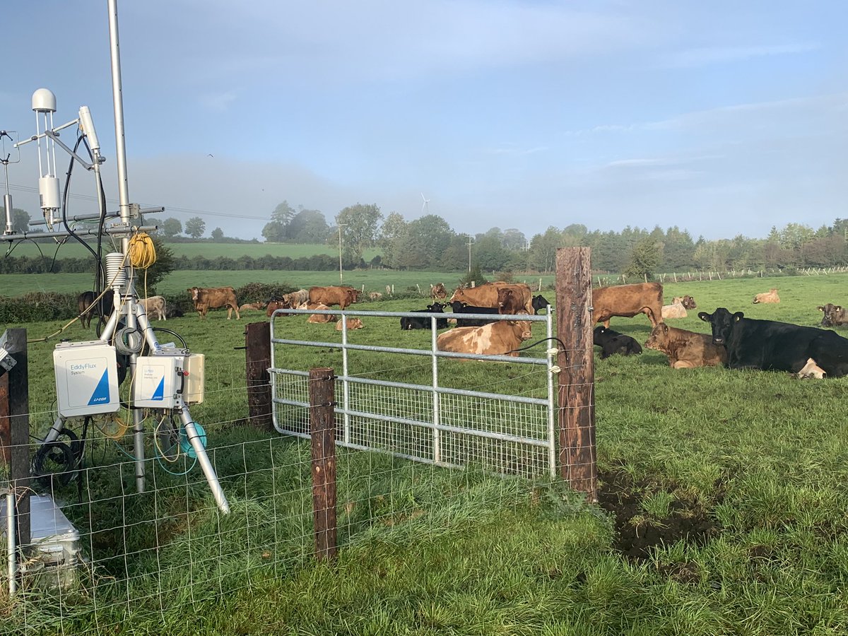 Sunday morning walk, <a href="/GurteenCollege/">Gurteen College</a> suckler cows relaxing in the sun, alongside the <a href="/teagasc/">Teagasc</a> carbon flux tower, which continues to collect important data about our drained peat soils.