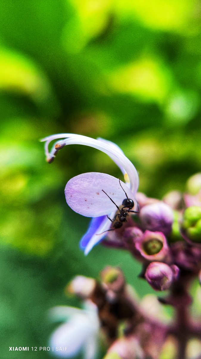 Saif kapsi tweet media