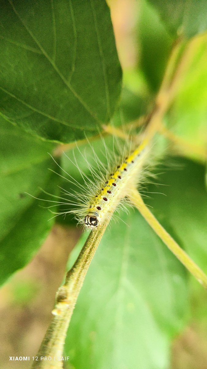 Saif kapsi tweet media