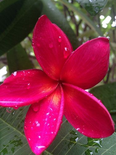 <a href="/KN_IndrePal/">DR. KN INDREPAL</a> 
:¨·.·¨:💕
 `·. 💘💕