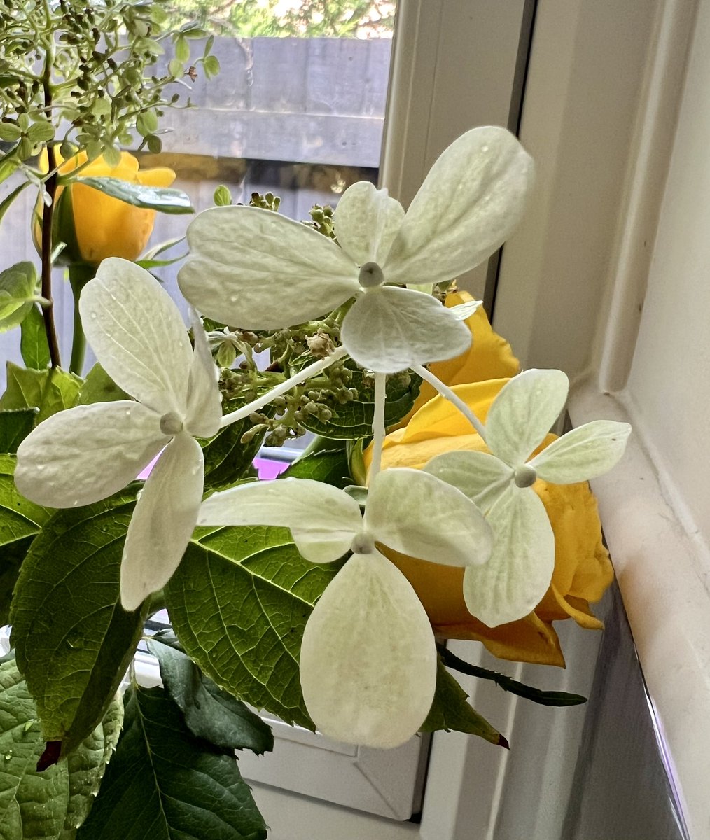 #SundayYellow #WhatsInYourVase some gorgeous yellow roses off my mum &amp; a few stems of hydrangea limelight from the garden. 
Have a lovely Sunday everyone. 😊
#GardeningTwitter