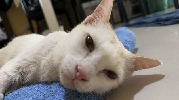 Catster & Co บ้านพักพิงแมวจร tweet media