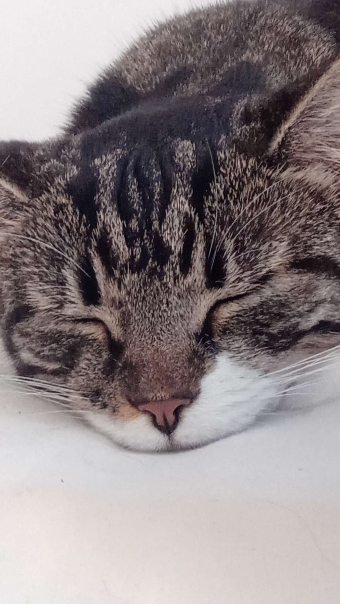 CraftBumble's tweet photo. Our third cat of Happy Cat Month is Admin Loki. She loves playing on Bumblecraft and enjoys bullying spiders. ~ 🐱 https://t.co/0bWFX2bCXE