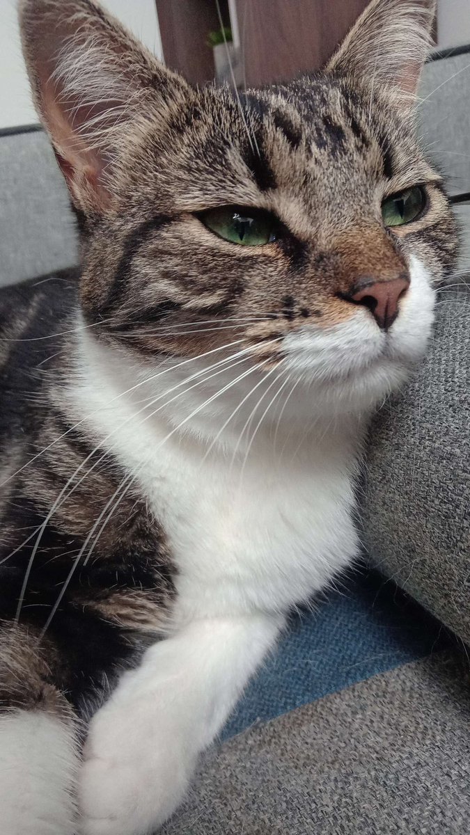 CraftBumble's tweet photo. Our third cat of Happy Cat Month is Admin Loki. She loves playing on Bumblecraft and enjoys bullying spiders. ~ 🐱 https://t.co/0bWFX2bCXE