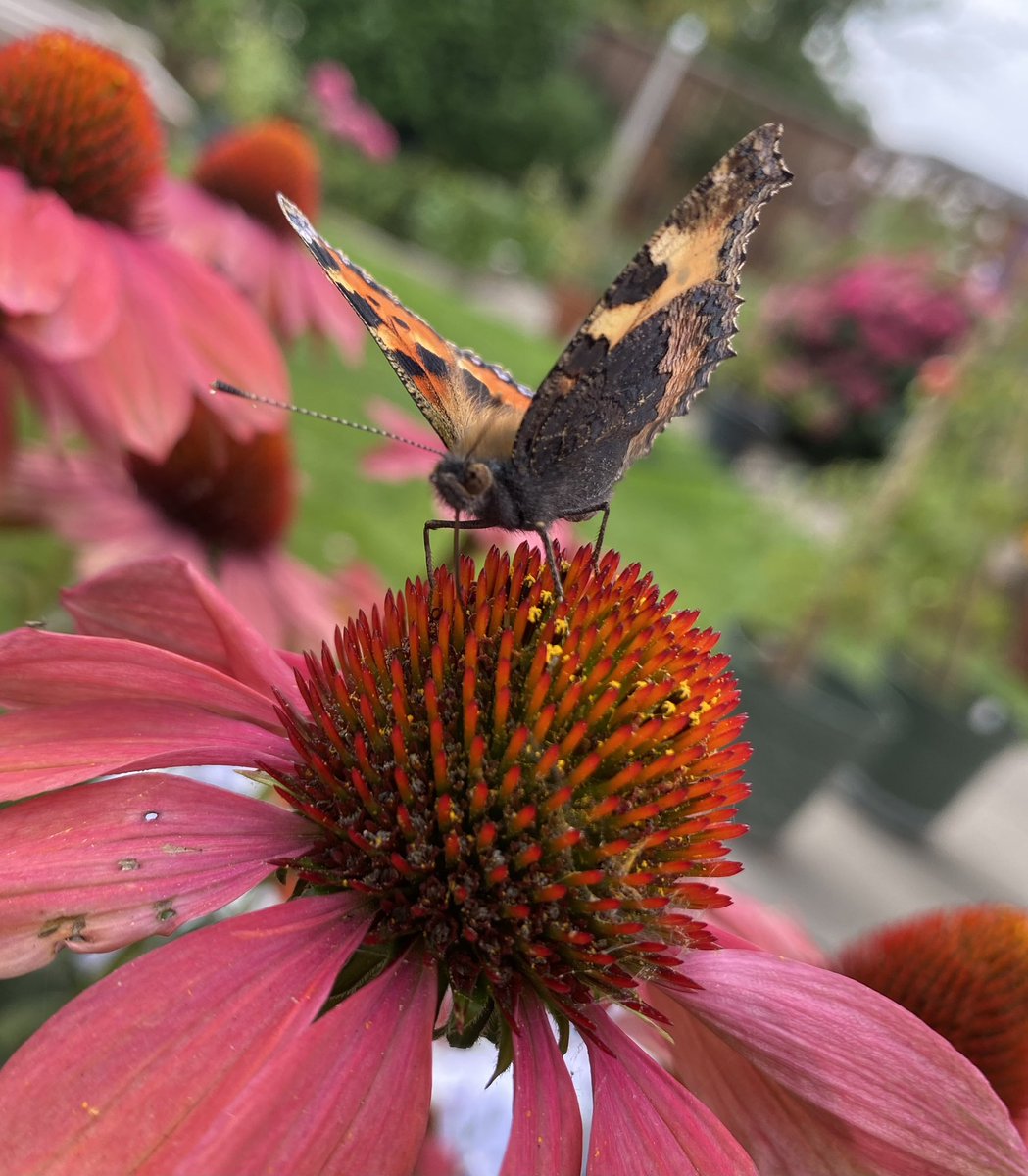 Tortoiseshell on echinacea. First one I’ve seen in the garden this year <a href="/savebutterflies/">Butterfly Conservation 🦋</a> #Butterflies #mygarden