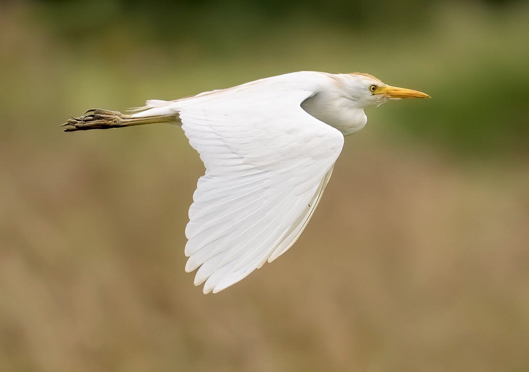 The Egrets across the Somerset Levels are fabulous to observe at the moment. Great, Little and Cattle all in abundance. #CattleEgret #Egret #Birding #BirdPhotography #BirdsOfTwitter (or is it now #BirdsOfX ?!) @SomersetWT @somersetbirds @VisitSomerset @SomersetLife