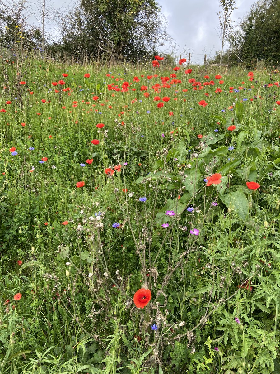 I’m not much of a gardening man but these wild flowers around the new Aldi store in Ballyhaunis are beautiful. @Aldi_Ireland 👏🏻 👏🏻