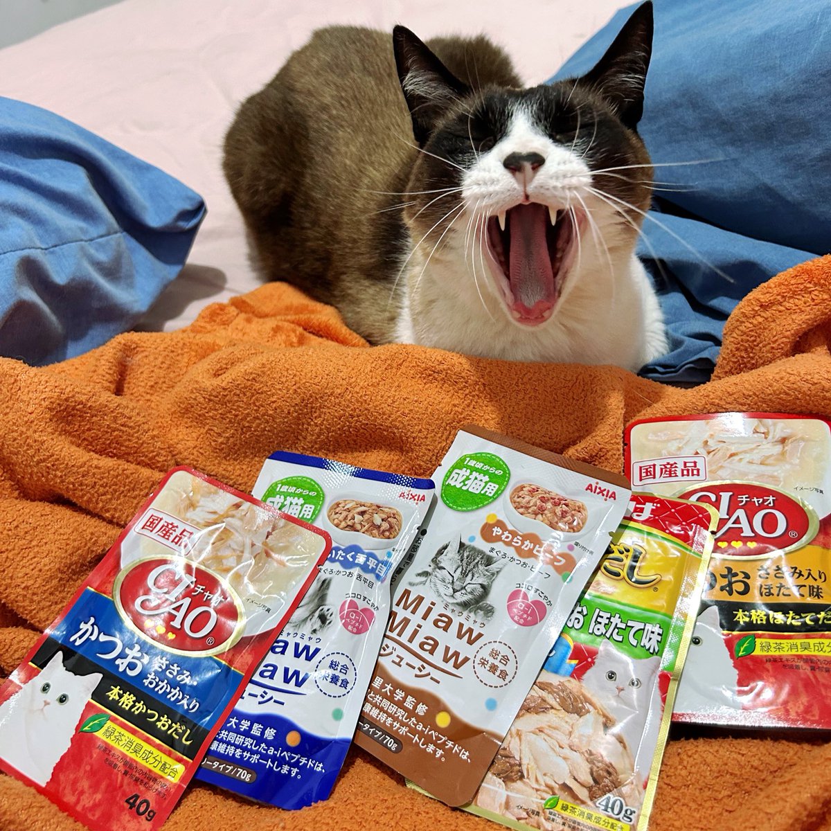 lyerainbow's tweet photo. Jason ganhou sashe japonês!!! https://t.co/fDLG6K58F8