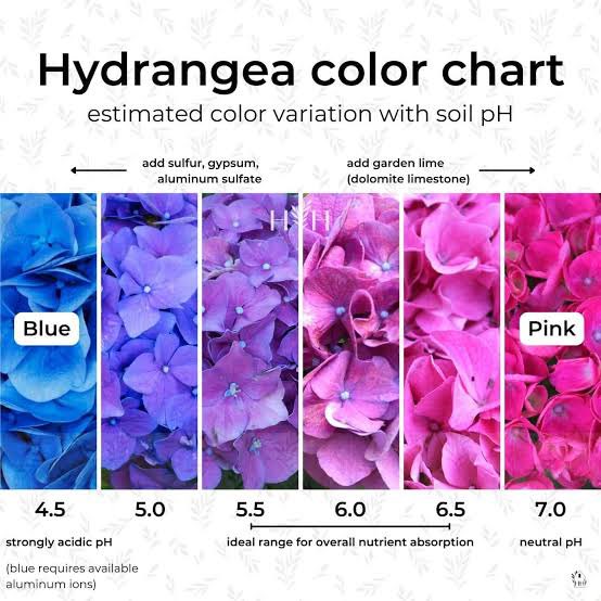 โห พึ่งรู้ดอกไฮเดรนเยีย สีต่างกันเพราะ ค่า pH ในดิน

ฟ้า - กรด
ชมพู - ด่าง

อยากได้สีไหน ให้ใส่แร่ธาตุเพิ่มเพื่อปรับค่า pH เอา