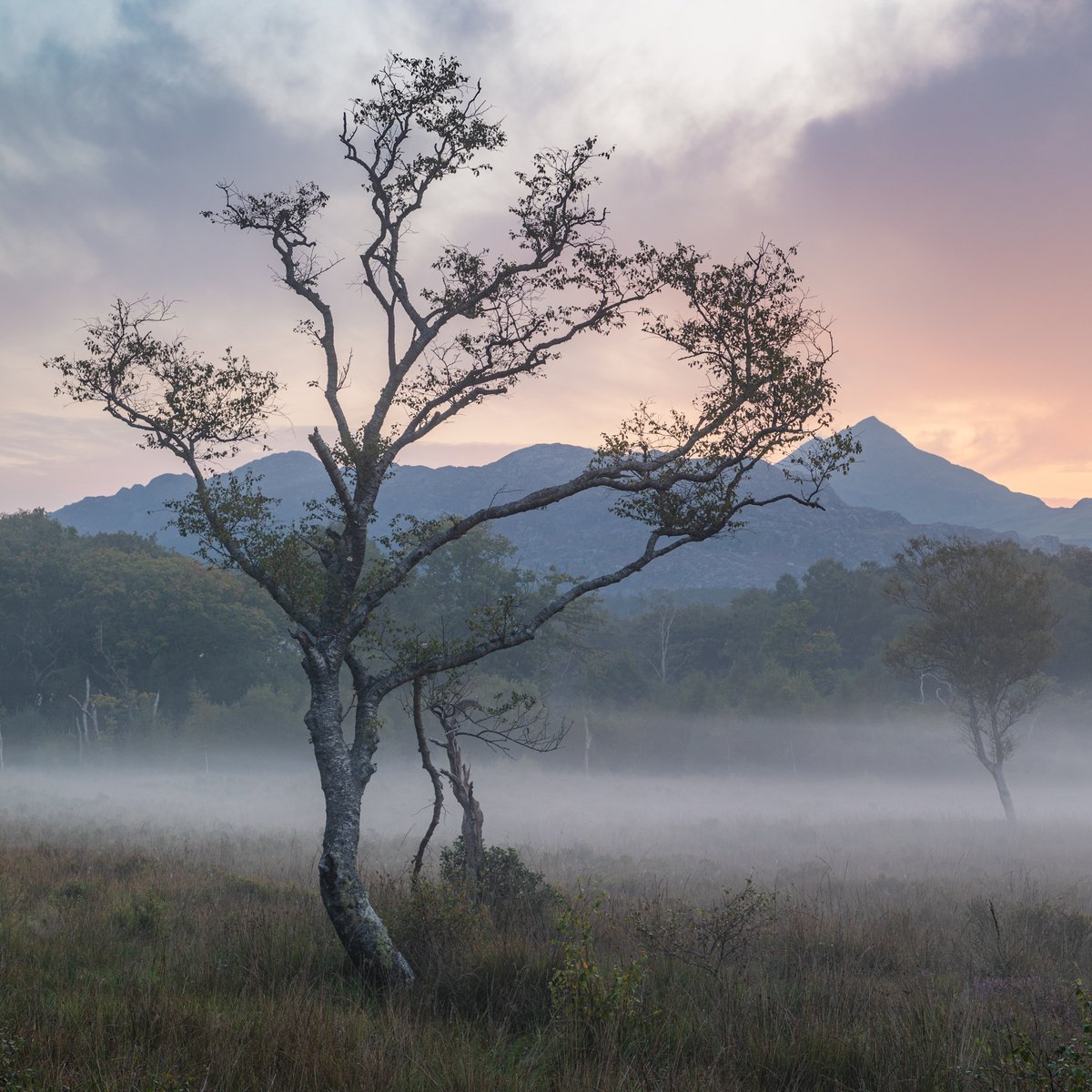 A beautifully expressive birch in Eryri/ Snowdonia.

One of my favourite trees that points towards how I have chosen to live my life; expressing much of what was locked away inside of me for a long time.

Photography has given so much to me and changed me for the better 🙂