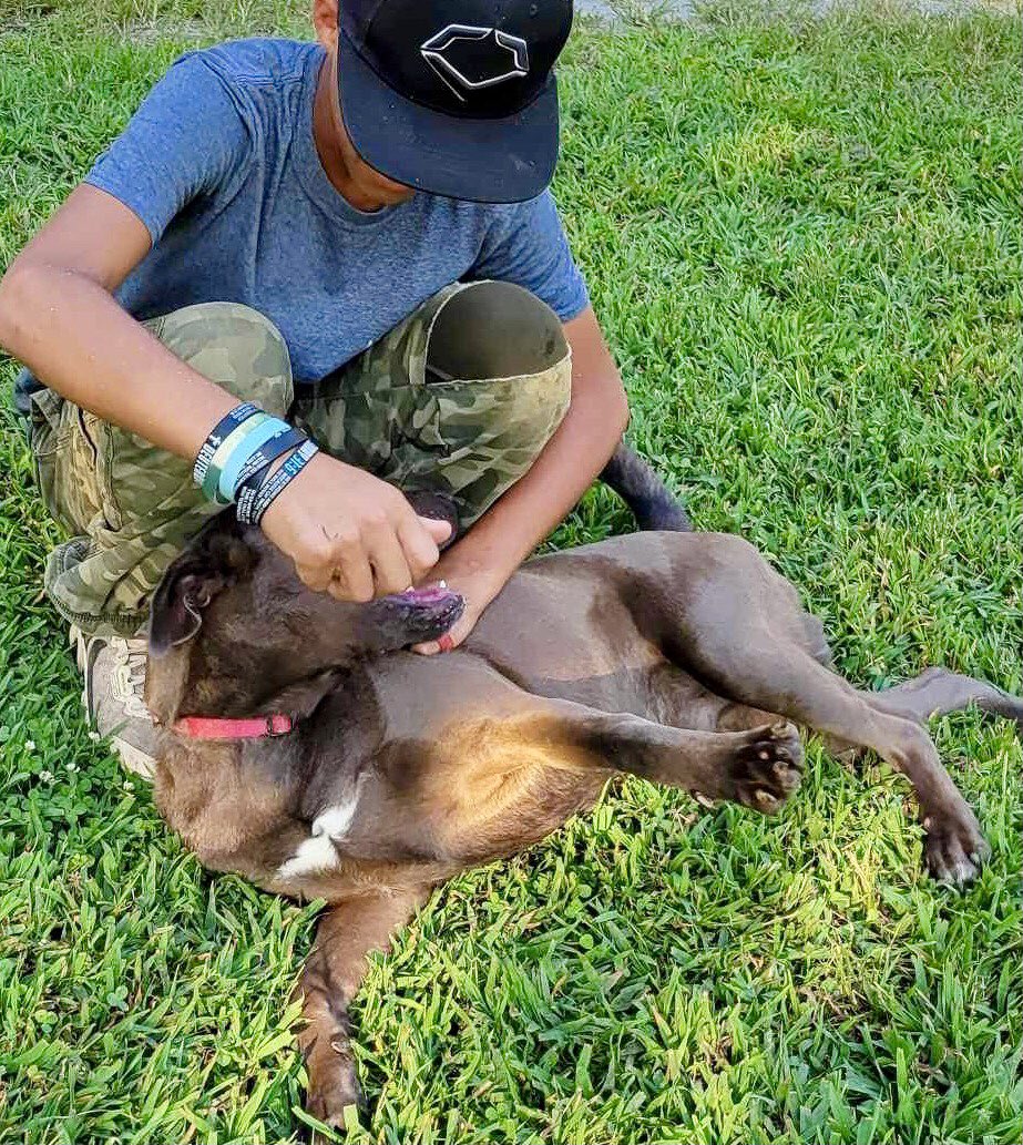 dogs_nc's tweet photo. Spinner a great 8 month old lab , good with kids! Apply we transport https://t.co/Qh5dkb8qx4 #labrescue #labs #AdoptDontShop https://t.co/OQ0KIrbSQ7
