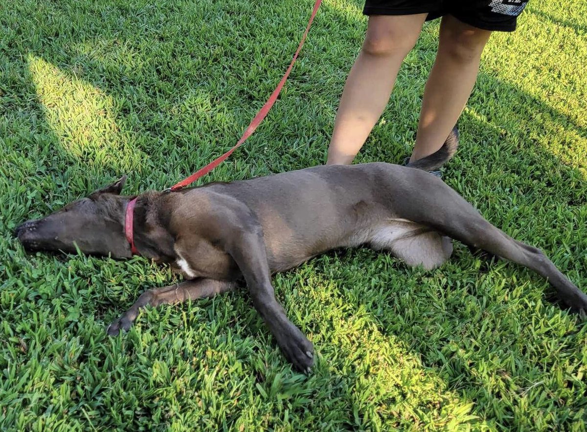 dogs_nc's tweet photo. Spinner a great 8 month old lab , good with kids! Apply we transport https://t.co/Qh5dkb8qx4 #labrescue #labs #AdoptDontShop https://t.co/OQ0KIrbSQ7