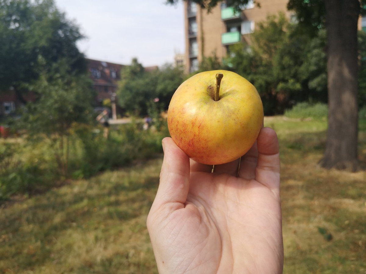 The satisfaction of a near perfect apple from our community garden.