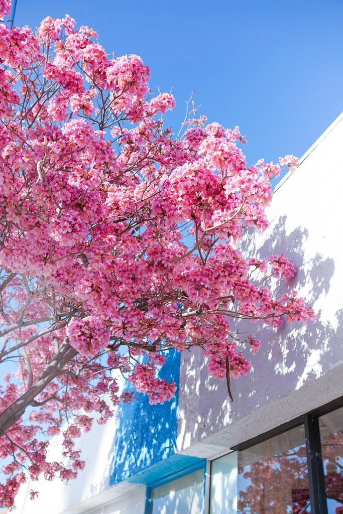 Снежана (@snezana01508345) on Twitter photo Happy Sunday!🌸 Happy Sunday!🌸