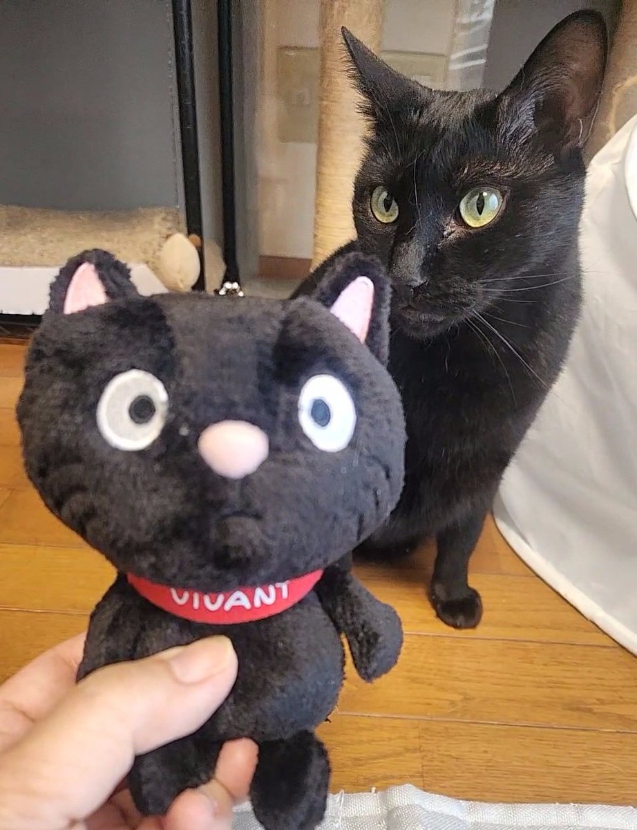 #VIVANT

二階堂ふみさんのピアス