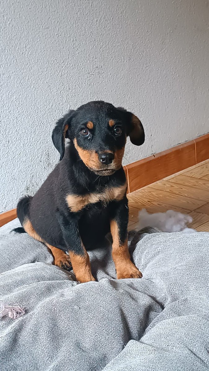 ranimal_ohana's tweet photo. Buenoooos días familia! Os presentamos a Lira que desde hoy ESTÁ EN ADOPCIÓN! 😍

Esta pequeña tiene 3 meses y de adulta será de tamaño mediano. Es muy riquiña y apareció solita en una carretera, hoy ella está a salvo pero… qué habrá sido de sus hermanos?? Mejor ni pensarlo. https://t.co/9GDku26nTj