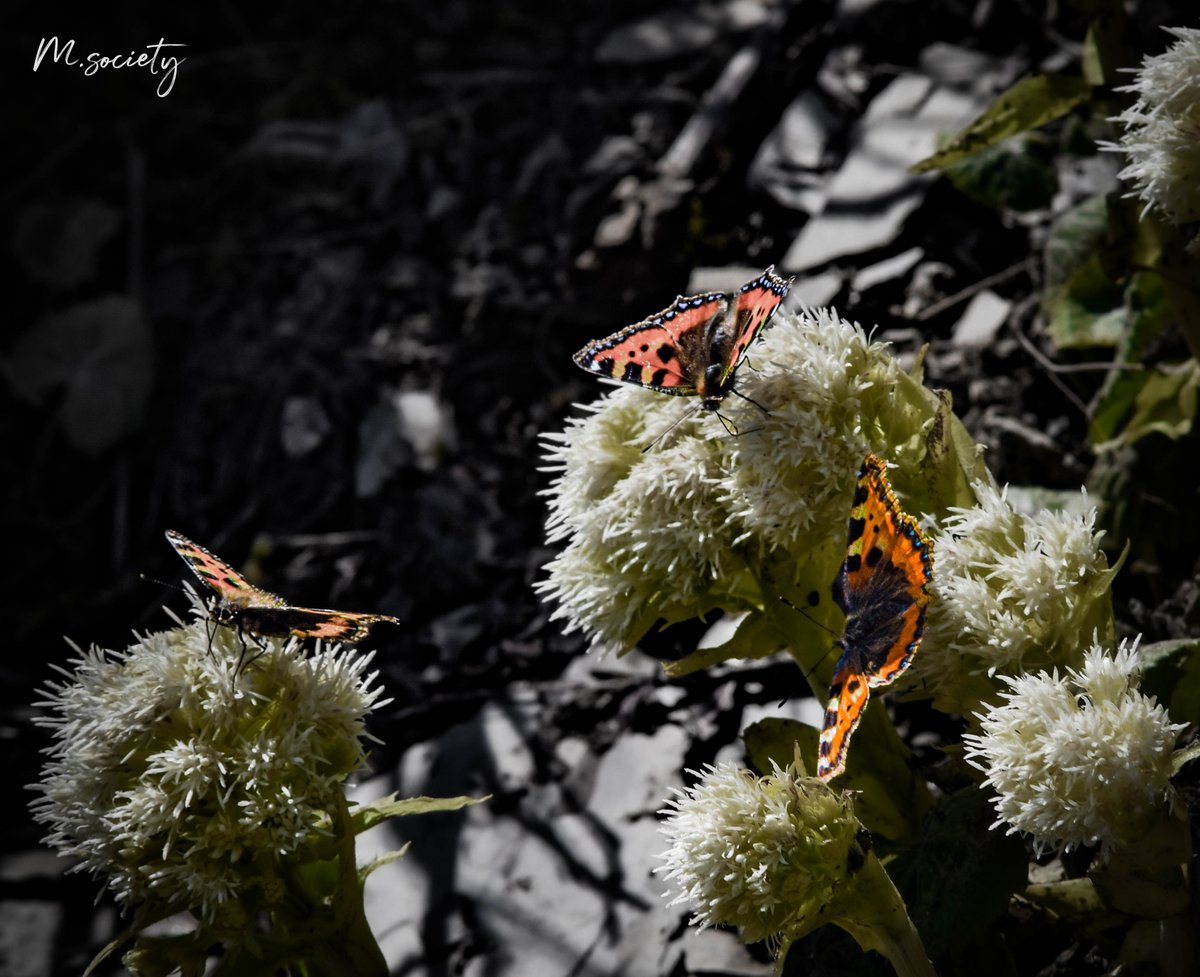 🦋 papillons tortue 📷 #macro #nature #naturelovers #details #photographylovers #photosession #photoart #photographyislife #photoshooting #photochallenge #macrophoto #macrophotos #macrophotographer #macrophotographylovers #photomacro #butterfly #butterflyphotography #macroinsect