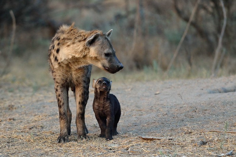 HourlyYeen's tweet image. [🔗](api.tinyfox.dev/hourly/Yeens/6…)