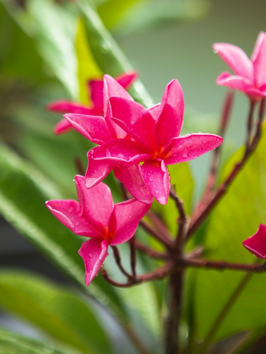 🌺 We love these plumeria blossoms from Angelo's garden