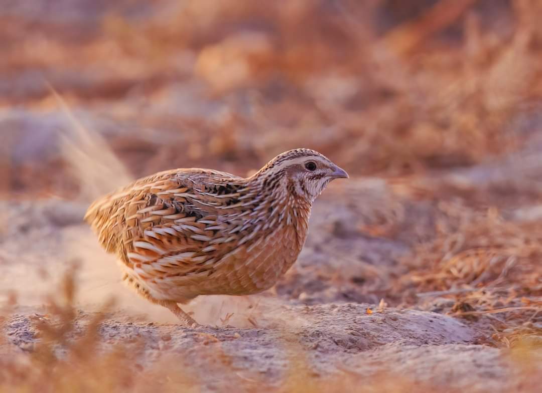 ●European Quail● During the last few moments of daylight, it was digging for insects. Captured the motion of the soil by taking a handheld shot at a shutter speed of 1/30 secs. #birdphotography #BirdTwitter #NaturePhotography #birdsofindia #TwitterNatureCommunity @IndiAves