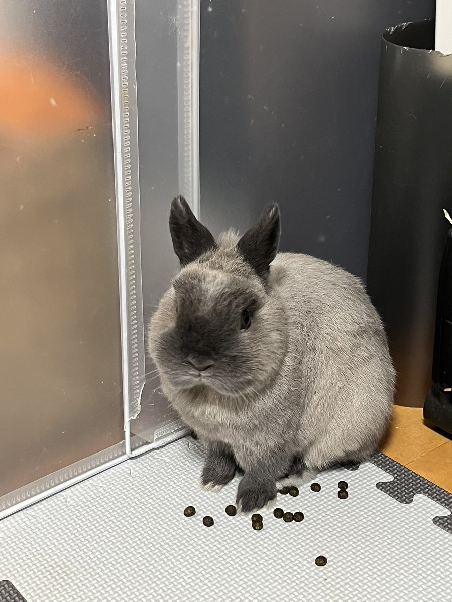 usausa_utan's tweet photo. 静かにお座りしてると思ったらたっぷりの💩
そして💩を蹴飛ばしごろ寝、、🥺 https://t.co/Vfn78UHNML