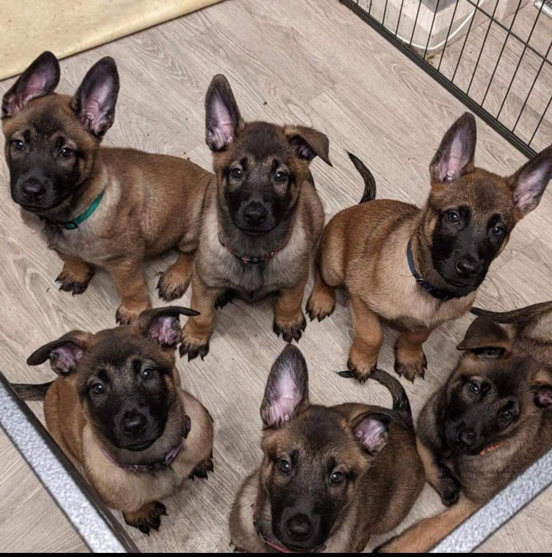 Scottish Police Dog Memorial tweet media