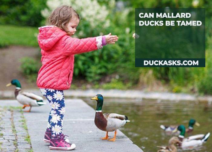 duck_asks's tweet photo. Are Mallard Ducks naturally tame with humans? Mallards can become accustomed to people, especially in urban areas, but it varies. Respect their space and keep wildlife wild!  #MallardDucks #DuckAsks Read details here 👇👇👇
https://t.co/njgpWlGxBZ https://t.co/PJ3n7CDzsM