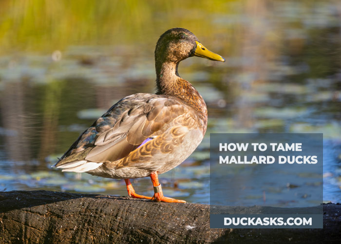 duck_asks's tweet photo. Are Mallard Ducks naturally tame with humans? Mallards can become accustomed to people, especially in urban areas, but it varies. Respect their space and keep wildlife wild!  #MallardDucks #DuckAsks Read details here 👇👇👇
https://t.co/njgpWlGxBZ https://t.co/PJ3n7CDzsM