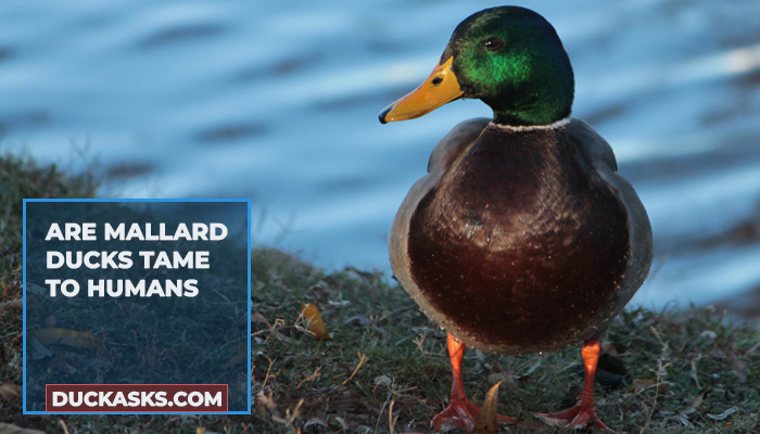 duck_asks's tweet photo. Are Mallard Ducks naturally tame with humans? Mallards can become accustomed to people, especially in urban areas, but it varies. Respect their space and keep wildlife wild!  #MallardDucks #DuckAsks Read details here 👇👇👇
https://t.co/njgpWlGxBZ https://t.co/PJ3n7CDzsM