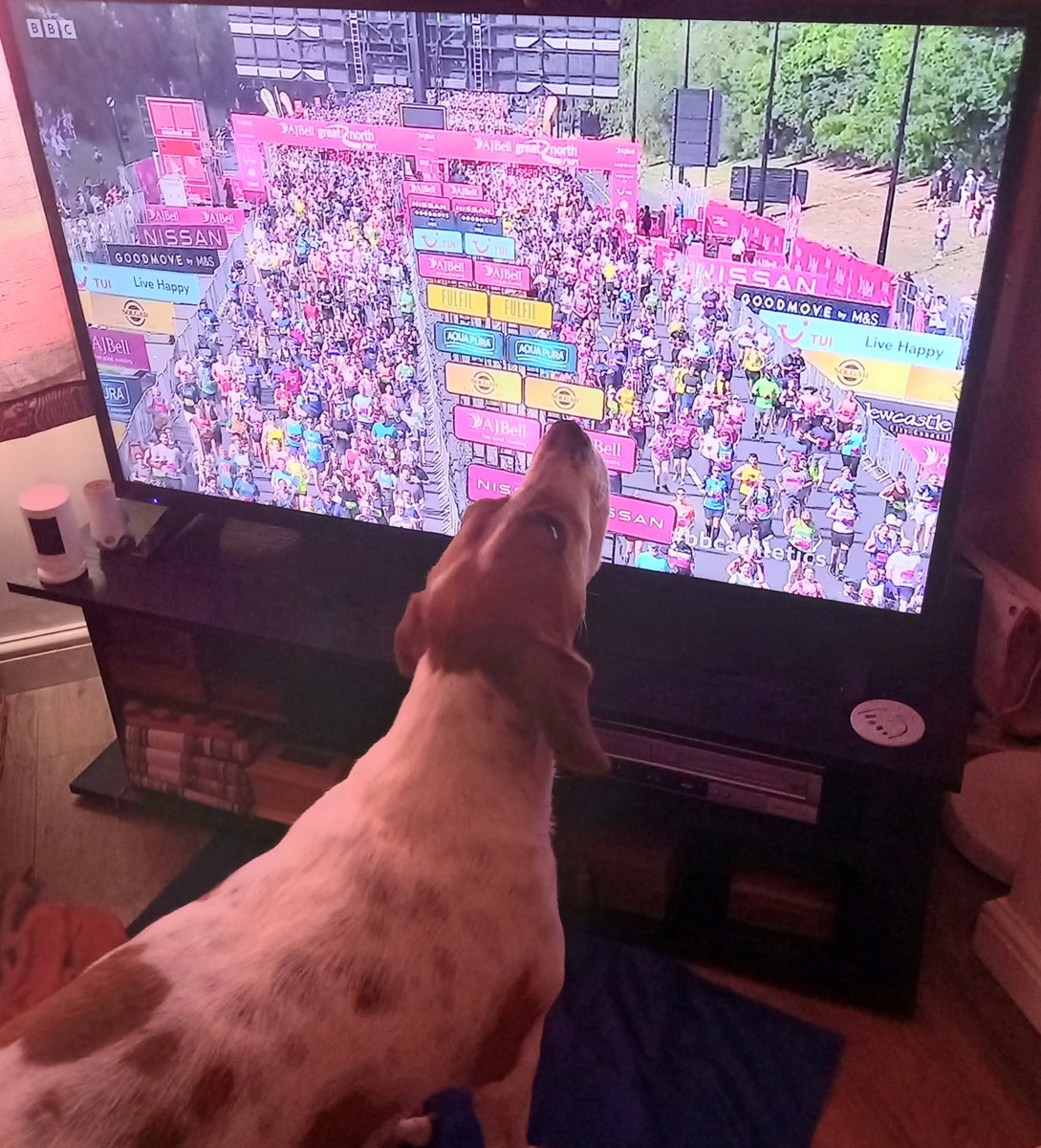 Good luck to these two amazing young people Joe and Eilidh running today to raise much needed funds for us at Beautys Legacy and for Alzheimer's Association theyre just over half way. Kevin the hounds enjoying watching. @Great_Run #GreatNorthRun #findmissyandbiscuit #findcharlie