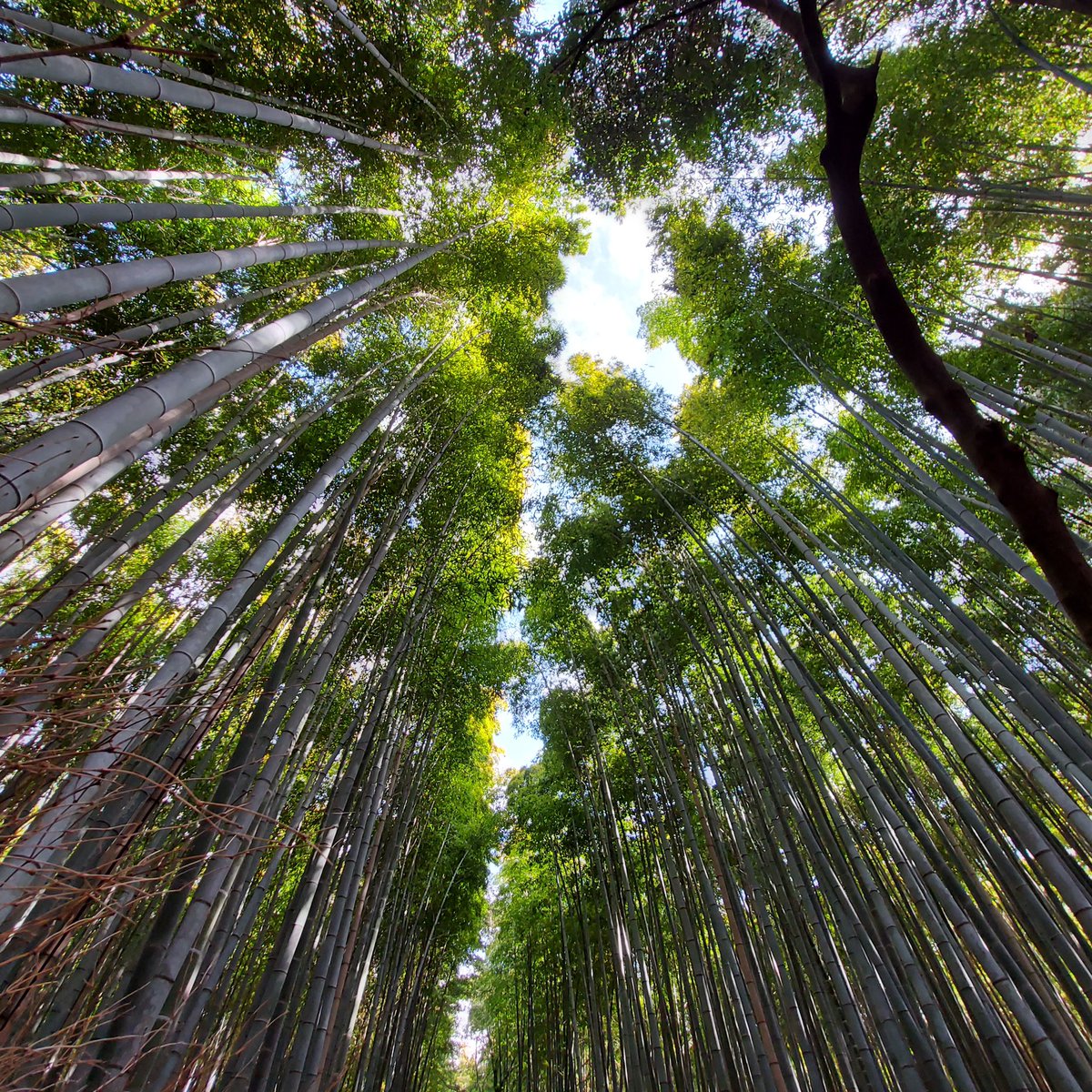 _jin16's tweet image. See you soon again my happy place… ❤️

#japan #jafun #jafuntastic #japan2023