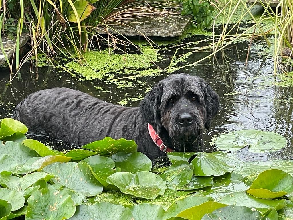 Bert (new head of security) relaxing and cooling off after a walk