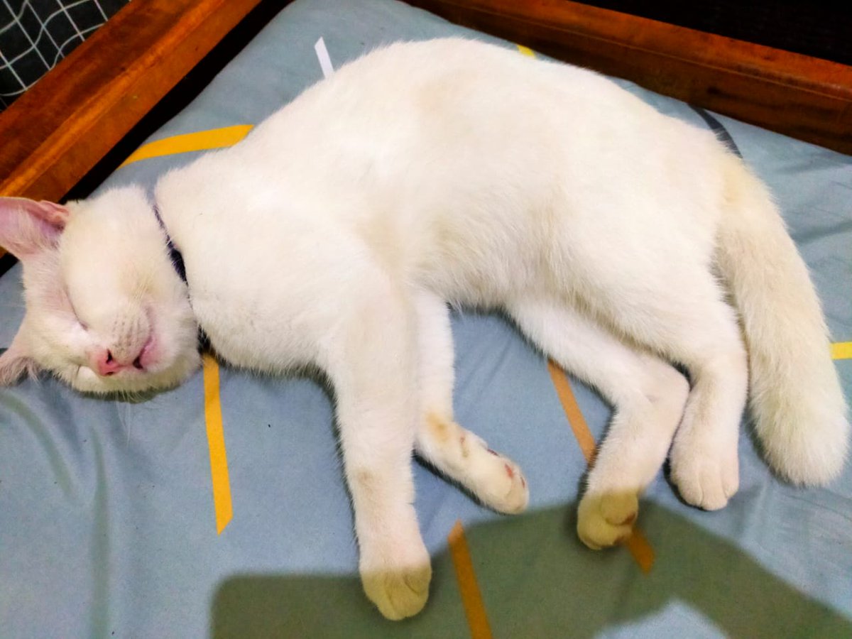 BangRul21's tweet photo. @kochengfs Singa kerjanya makan tidur,bukannya berburu https://t.co/hPAvSvUmys