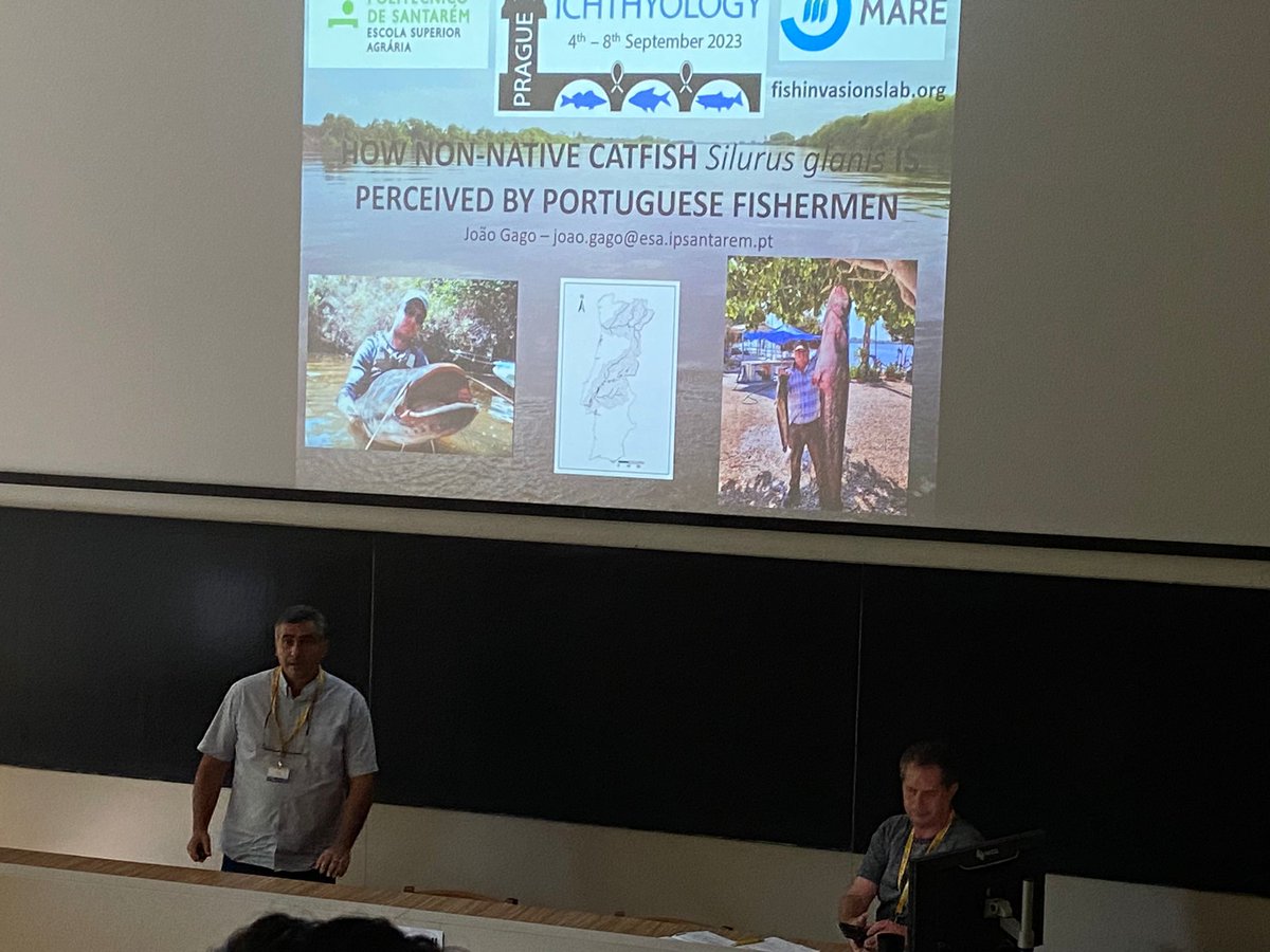 FishInvasionLab's tweet image. Great talk by João Gago from #ESAS @IPSantarem giving the first #MEGAPREDATOR  results of the anglers perceptions about the European catfish invasion in Portugal. This information is essential to develop a Communication strategy for anglers @MARE_centre #eci2023