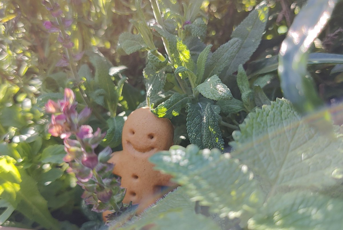 Der heutige Lebkuchenmann wurde noch nicht domestiziert und ist sehr scheu. 
Mit etwas Kakao könnte ich ihn vor die Linse locken.
