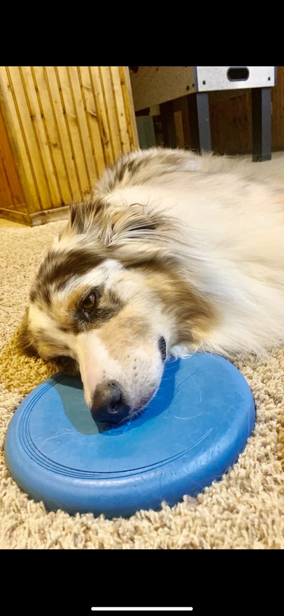 Happy Sunday!!!! Spend doing things you love!!!#dogsofx