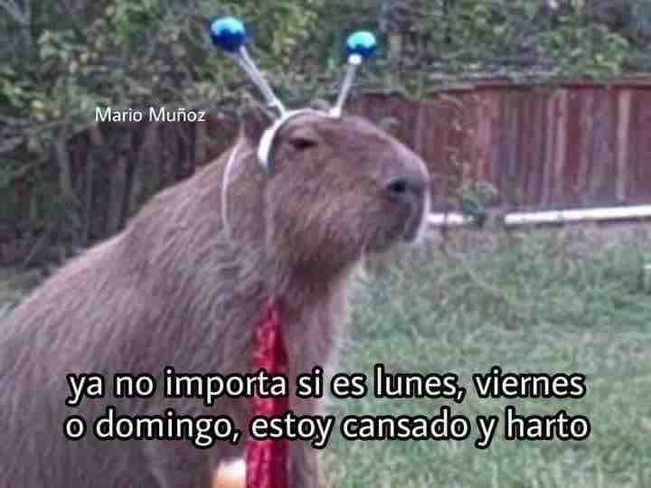 El Guarromántico (@guarromantico_) on Twitter photo 