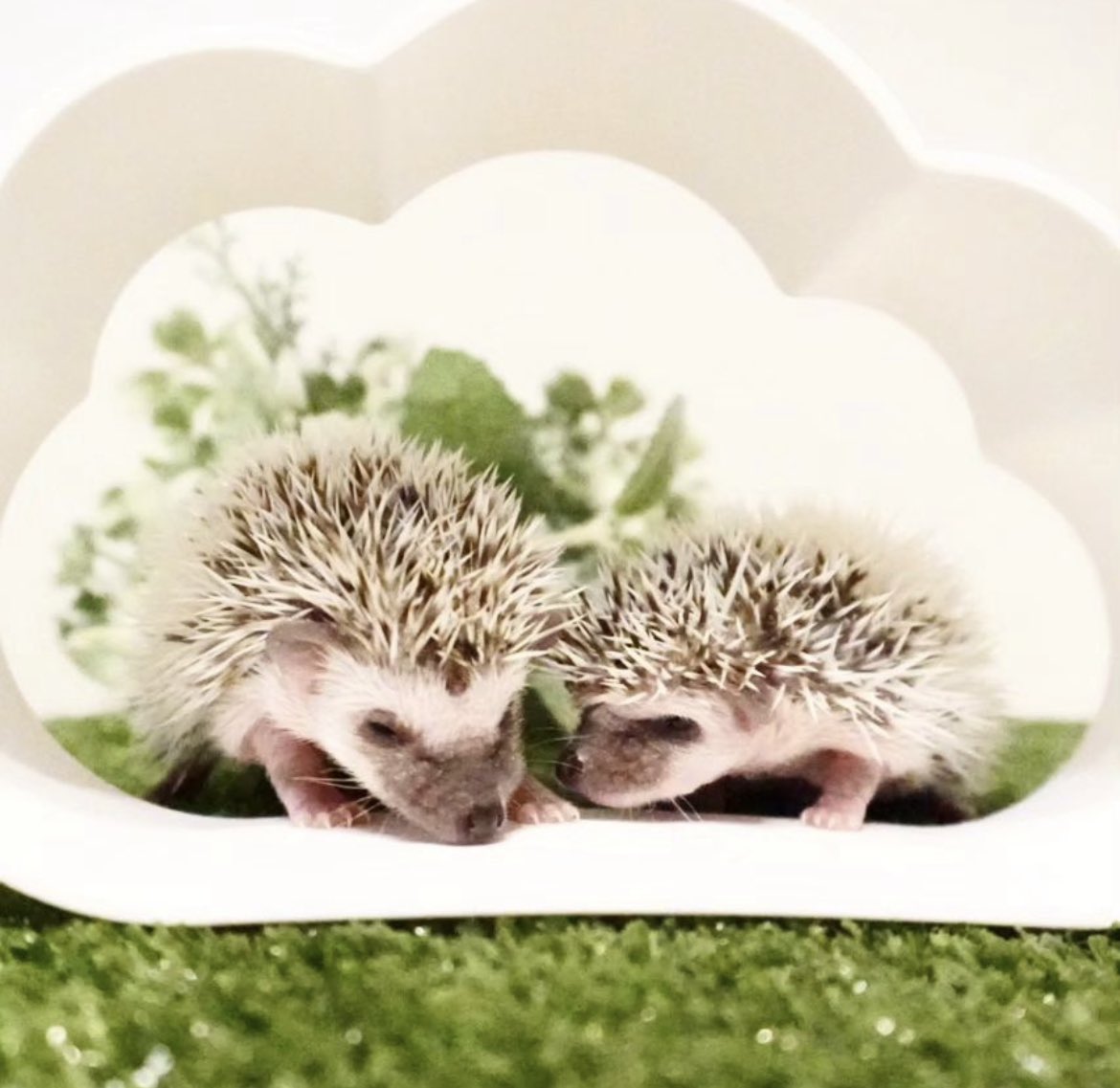 daily__hedgehog's tweet photo. Sunday 10th September, 2023 https://t.co/StlzHKp0fF