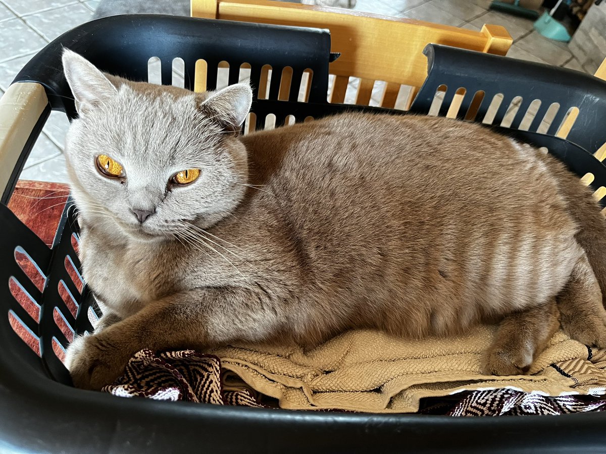 Taevalik kooslus - kass ja õueskuivanud pesu.