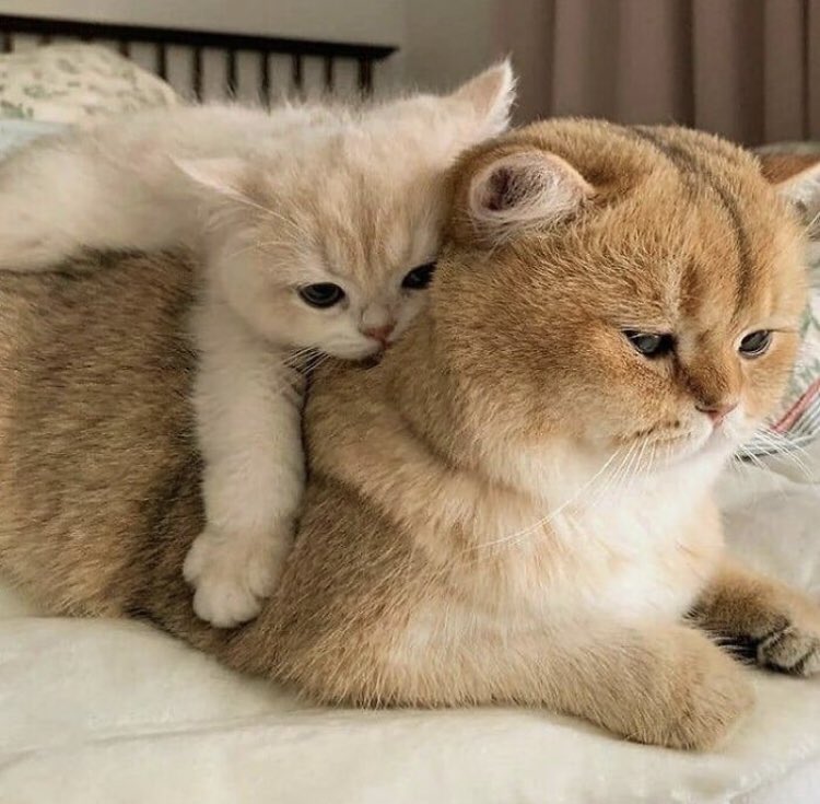 tired_enby's tweet photo. @pinkeffable this except he just resorts to climbing onto pinky and snow's back like
now they just have a werecat backpack https://t.co/2qbGljZOdO