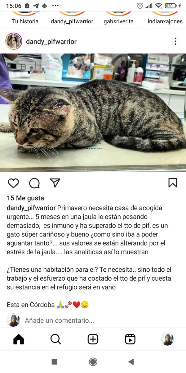 Kirya_Scarlet's tweet photo. Por favor, necesita ayuda... Ayudadme aunque sea a difundir su caso antes de que sea tarde 😢 Da igual si os caigo mal o lo que sea, hacedlo por él que se lo merece. Está en Córdoba. https://t.co/PpNAHzOkwD