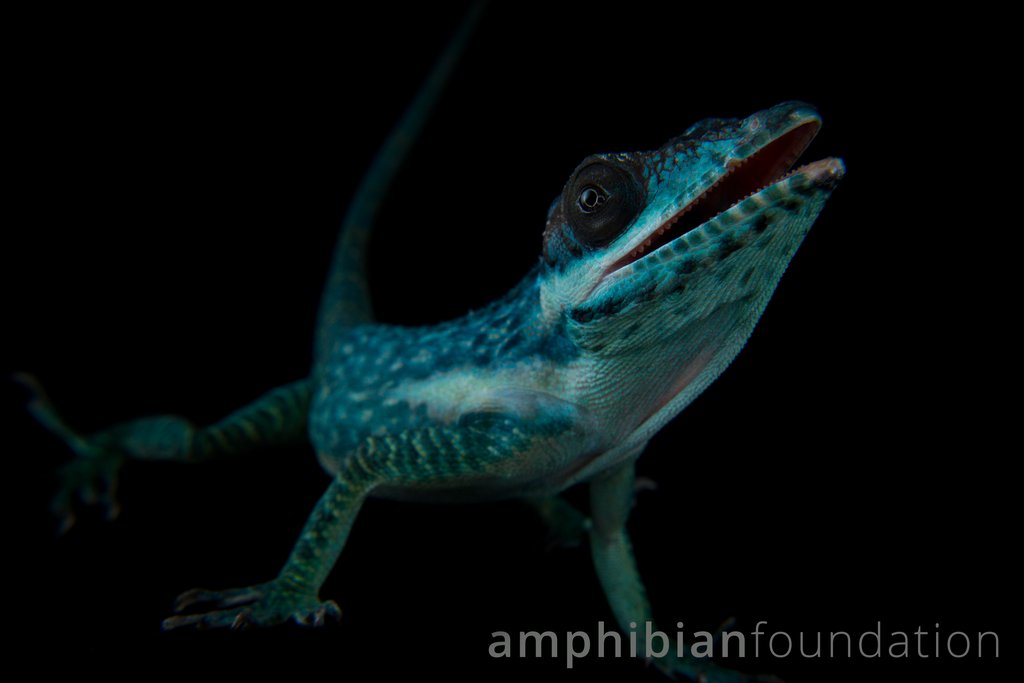 amphibianfound's tweet photo. Here's to a blue-tiful September #SquamateSunday!

#Anolis #Anolissmallwoodi #Dactyloidae #Iguania #Lizard  #Reptile #Reptiles #Herpetology #Herpetologist #Herping #Herper #Herps #Anole #WildlifeConservation #ConservationBiology https://t.co/Q5WrgzxXrT