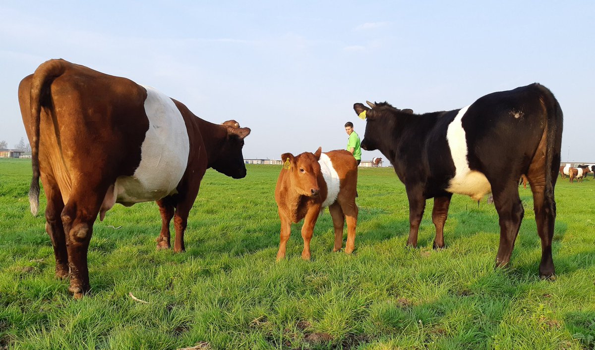 meta knol (@knolmeta) on Twitter photo De mussen vallen van het dak, maar tijdens de Open Monumentendag op onze boerderij <a href="/boterhuispolder/">LakenvelderBoerderij</a> kun je toch maar mooi genieten van het echte #LevendErfgoed. Nog tot 16 uur #Lakenvelder koeien tekenen met kunstenaar Arjenne Fakkel, en heerlijk boerenijs! <a href="/OMDLeiden/">Open Monumentendagen</a> De mussen vallen van het dak, maar tijdens de Open Monumentendag op onze boerderij <a href="/boterhuispolder/">LakenvelderBoerderij</a> kun je toch maar mooi genieten van het echte #LevendErfgoed. Nog tot 16 uur #Lakenvelder koeien tekenen met kunstenaar Arjenne Fakkel, en heerlijk boerenijs! <a href="/OMDLeiden/">Open Monumentendagen</a>
