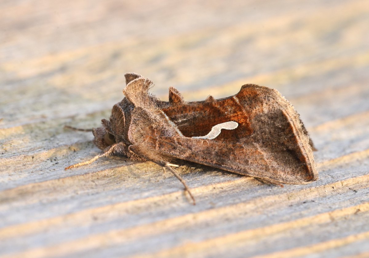 alan lewis wildlife stuff tweet media